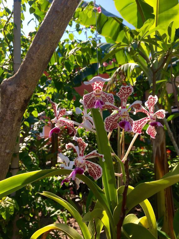 Mahogany Cottage Gili Meno Rom bilde